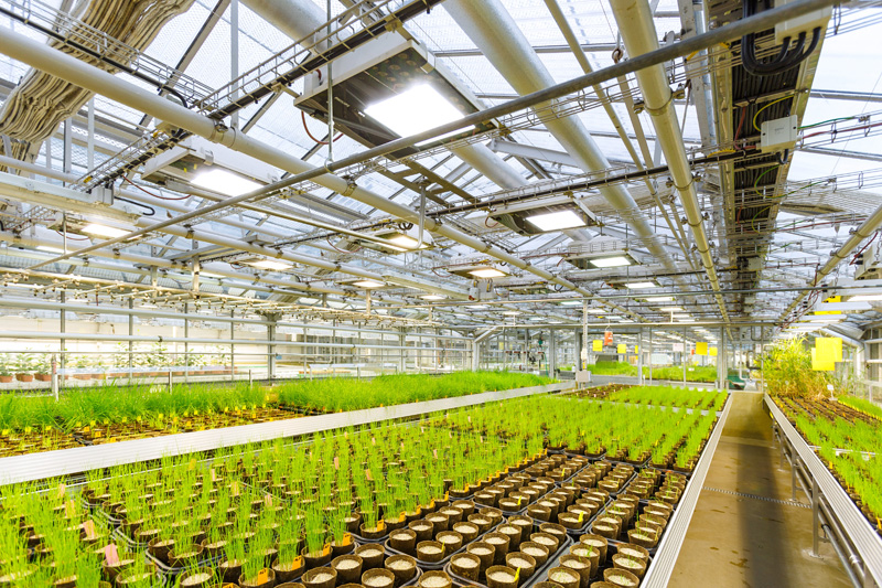 Frankfurt_Resistance_testing_greenhouse